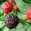 Malina czarna - Rubus occidentalis - sadzonka