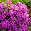 Rododendron ciemnoróżowy, azalia - Königstein - sadzonka