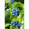 Borówka amerykańska, wysoka - Bluecrop  - sadzonka