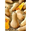 Dynia piżmowa Butternut