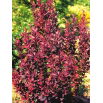 Berberys Thunberga - Helmond Pillar - sadzonka