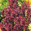 Berberys Thunberga - Helmond Pillar - sadzonka