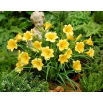 Liliowiec Stella d'oro sadzonka w doniczce