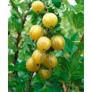 Agrest żółty - Hinnonmaki Yellow - sadzonka