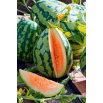Arbuz, kawon Orangeglo - pomarańczowy