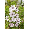 Clematis - Powojnik - Jan Paweł II - sadzonka