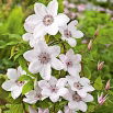 Clematis - Powojnik - Jan Paweł II - sadzonka