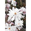 Magnolia biała - Merrill - sadzonka