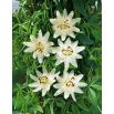 Męczennica biała, Marakuja - Passiflora Constance Elliott - sadzonka
