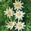 Męczennica biała, Marakuja - Passiflora Constance Elliott - sadzonka