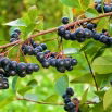 Aronia czarnoowocowa - sadzonka