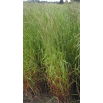 Życica wielokwiatowa 4N Turtetra - 5 kg