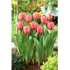Tulipan Apricot Impression - 5 szt.