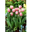 Tulipan Salmon Impression - 5 szt.