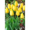 Tulipan Golden Parade - 5 szt.