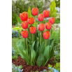 Tulipan Ad Rem - 5 szt.