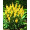 Kniphofia żółta  - sadzonka w doniczce