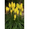 Kniphofia żółta  - sadzonka w doniczce
