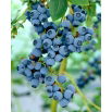 Borówka amerykańska, wysoka - Bluegold - sadzonka