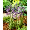 Kamasja Blue Melody - 10 szt.