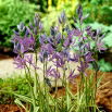 Kamasja Blue Melody - 10 szt.