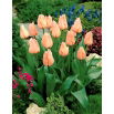 Tulipan morelowy - Apricot - 5 szt.