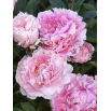 Piwonia, Paeonia - Sarah Bernhardt - sadzonka w doniczce