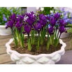 Irys botaniczny - Purple Hill - 10 szt.