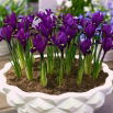Irys botaniczny - Purple Hill - 10 szt.
