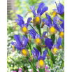 Irys holenderski - Mystic Beauty - 10 szt.