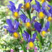 Irys holenderski - Mystic Beauty - 10 szt.