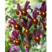 Irys holenderski - Red Ember - 10 szt.