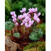 Cyklamen neapolitański - Cyclamen neapolitanum - duża paczka! - 10 szt.
