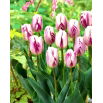 Tulipan Flaming Flag - opak. 5 szt.