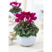 Cyklamen perski - Cyclamen persicum - duża paczka! - 10 szt.
