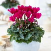 Cyklamen perski - Cyclamen persicum - duża paczka! - 10 szt.