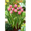 Tulipan Design Impression - duża paczka! - 50 szt.