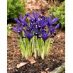 Irys botaniczny - Blue Note - duża paczka! - 100 szt.