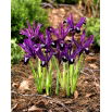 Irys botaniczny - Pauline - 10 szt.