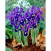 Irys botaniczny - Pixie - duża paczka! - 100 szt.