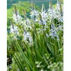 Kamasja Cusickii - 2 szt.