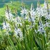 Kamasja Cusickii - 2 szt.
