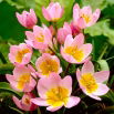 Tulipan botaniczny - Lilac Wonder - 5 szt.