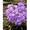 Śnieżnik lśniący fioletowy - Chionodoxa Violet Beauty - duża paczka! - 100 szt.
