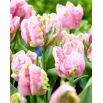 Tulipan Air - 5 szt.