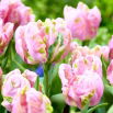 Tulipan Air - 5 szt.
