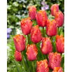 Tulipan Amazing Parrot - 5 szt.