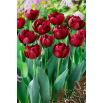 Tulipan Antraciet - 5 szt.