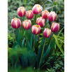 Tulipan Atlantis - 5 szt.