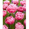Tulipan Aveyron - 5 szt.